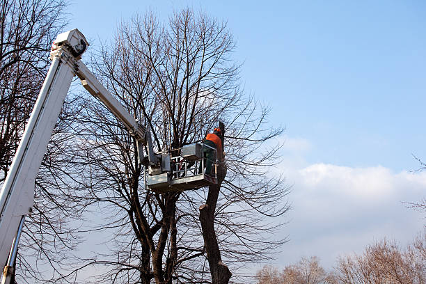 Big Sky, MT Tree Services Company